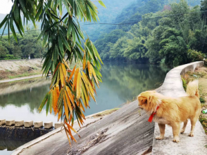 犬与自然