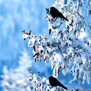 乌鸦压雪枝