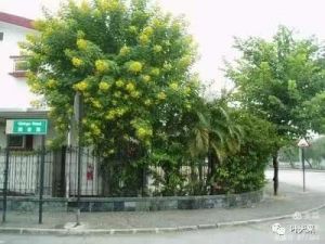 灰霾天 灰霾天