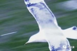 Volare Volare